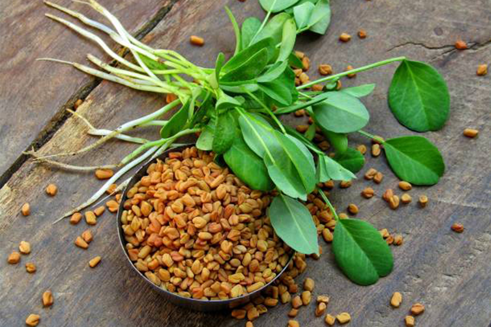 Fenugreek